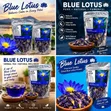 Blue Lotus Flowers - 2