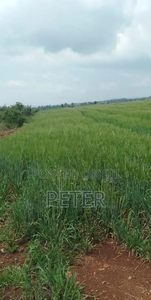 100 Acres Land for Sale in Gatirima Tandare, Laikipia - 1