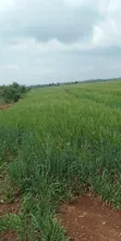 100 Acres Land for Sale in Gatirima Tandare, Laikipia - 1