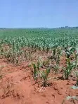 100 Acres Land for Sale in Gatirima Tandare, Laikipia - 2