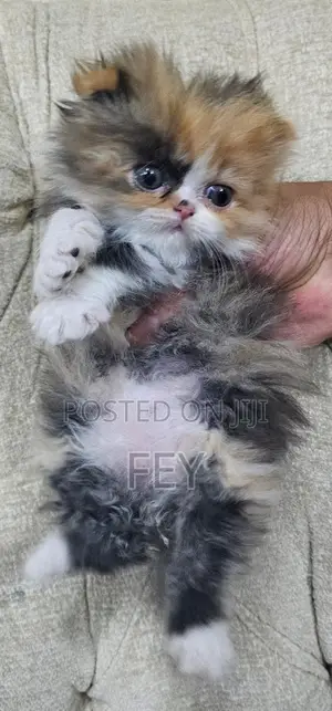Purebred Persian Kittens (1-3 Months)