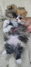Purebred Persian Kittens (1-3 Months) - 1