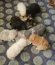 Purebred Persian Kittens (1-3 Months) - 2