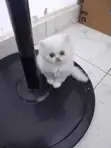 Purebred Persian Kittens (1-3 Months) - 3
