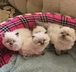 Purebred Persian Kittens (1-3 Months) - 4