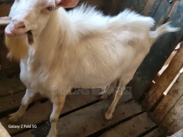 Mbuzi Jike Afya wa Maziwa Aina ya Saanen - 1
