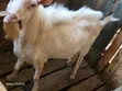 Mbuzi Jike Afya wa Maziwa Aina ya Saanen - 1