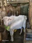 Mbuzi Jike Afya wa Maziwa Aina ya Saanen - 2