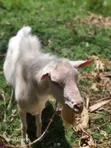 Mbuzi Jike Afya wa Maziwa Aina ya Saanen - 3