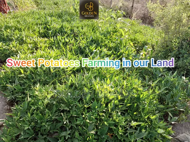 Plots for Sale Oltepesi 50x100 with Title Deeds - 1