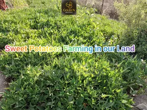 Plots for Sale Oltepesi 50x100 with Title Deeds