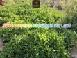 Vipande vya Ardhi Oltepesi 50x100 na Hati Miliki - 1