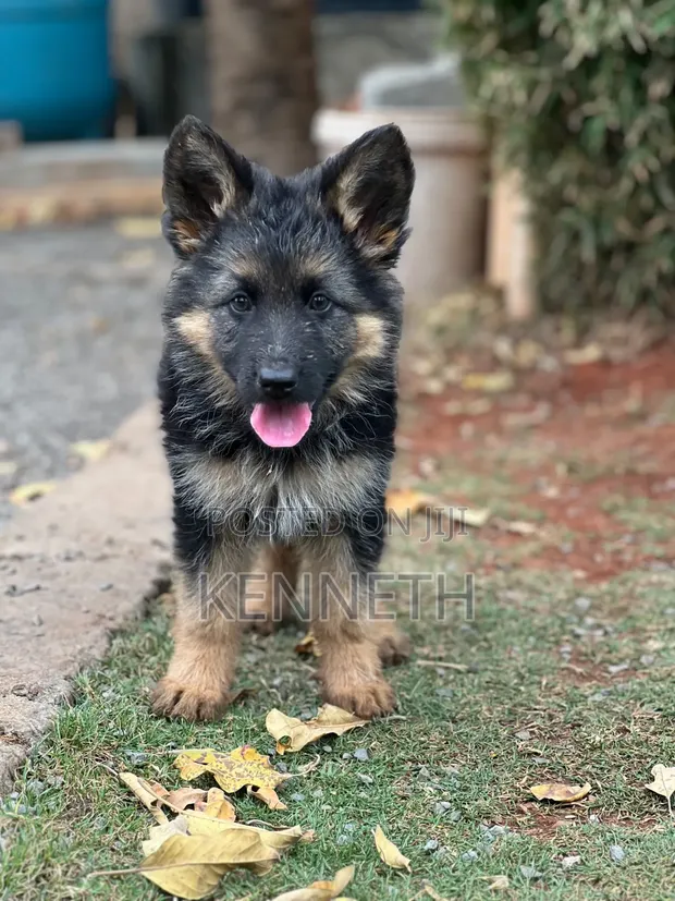 Kambuzi wa Kike wa Kijerumani, Miezi 1-3 - 1