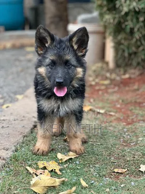 Kambuzi wa Kike wa Kijerumani, Miezi 1-3