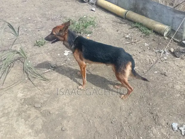 Male German Shepherd Mix, 2 Years Old - 1
