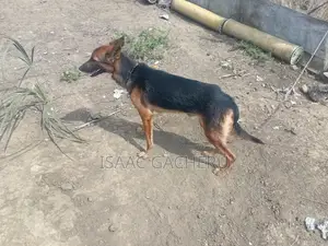 Mbwa wa Kijerumani Mchanganyiko, Jike, Miaka 2