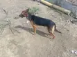 Male German Shepherd Mix, 2 Years Old - 1