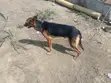 Male German Shepherd Mix, 2 Years Old - 2