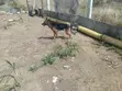 Male German Shepherd Mix, 2 Years Old - 3