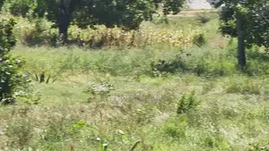 Dongo Kundu Bypass Mixed Development Land - 6 Acres