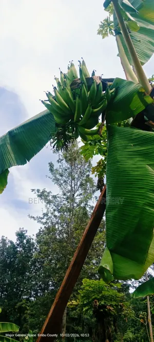 Plantain Banana Suckers