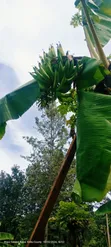 Plantain Banana Suckers - 1