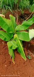 Plantain Banana Suckers - 2