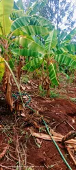 Plantain Banana Suckers - 3