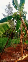 Plantain Banana Suckers - 4