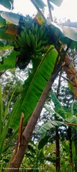Plantain Banana Suckers - 5