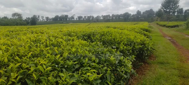 Eneo la Eka 10-50 za Chai kwa Uuzaji, Kiambu - Ngorongo - 1