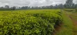 Eneo la Eka 10-50 za Chai kwa Uuzaji, Kiambu - Ngorongo - 1
