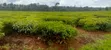Eneo la Eka 10-50 za Chai kwa Uuzaji, Kiambu - Ngorongo - 2