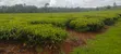 Eneo la Eka 10-50 za Chai kwa Uuzaji, Kiambu - Ngorongo - 3