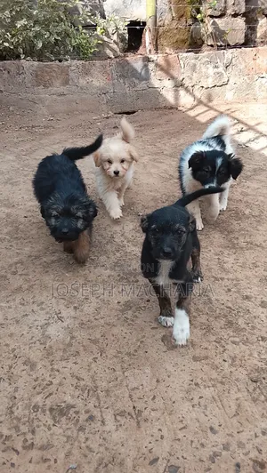 Kizuka wa Kike wa Mchanganyiko wa Black Russian Terrier (Miezi 1-3)