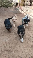 Female Black Russian Terrier Mix Puppy (1-3 Months) - 1