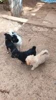 Female Black Russian Terrier Mix Puppy (1-3 Months) - 2