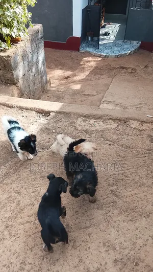 Female Black Russian Terrier Mix Puppy (1-3 Months)