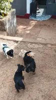 Female Black Russian Terrier Mix Puppy (1-3 Months) - 3