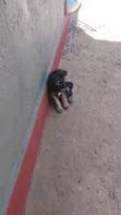 Female Black Russian Terrier Mix Puppy (1-3 Months) - 4