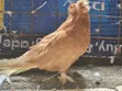 Njiwa wa Kihungari - Jozi ya Wazee - 1