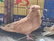 Njiwa wa Kihungari - Jozi ya Wazee - 2
