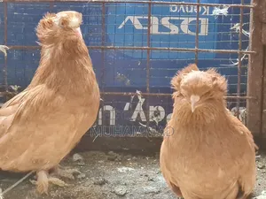 Hungarian Pigeons - Adult Pair