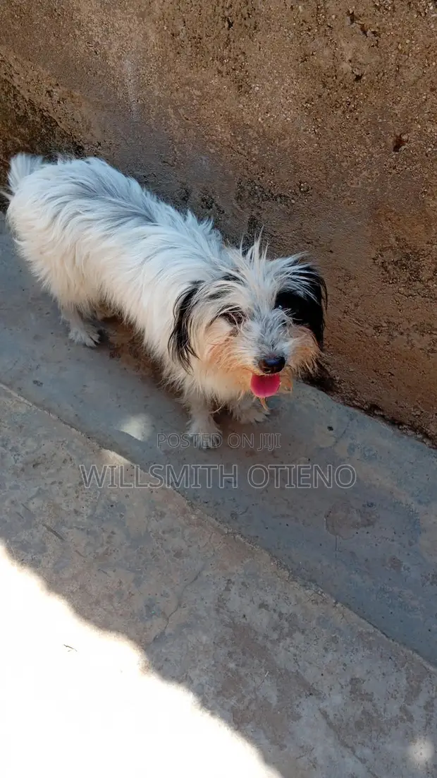 Purebred Havanese Puppy - 3-6 Months Old - 1