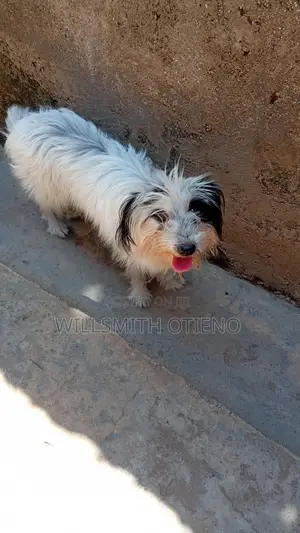 Purebred Havanese Puppy - 3-6 Months Old