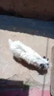 Purebred Havanese Puppy - 3-6 Months Old - 2