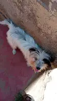 Purebred Havanese Puppy - 3-6 Months Old - 3