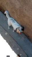 Purebred Havanese Puppy - 3-6 Months Old - 4