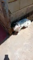 Purebred Havanese Puppy - 3-6 Months Old - 5