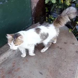 Paka wa Kike wa Mchanganyiko wa Tabby, Miezi 6-12